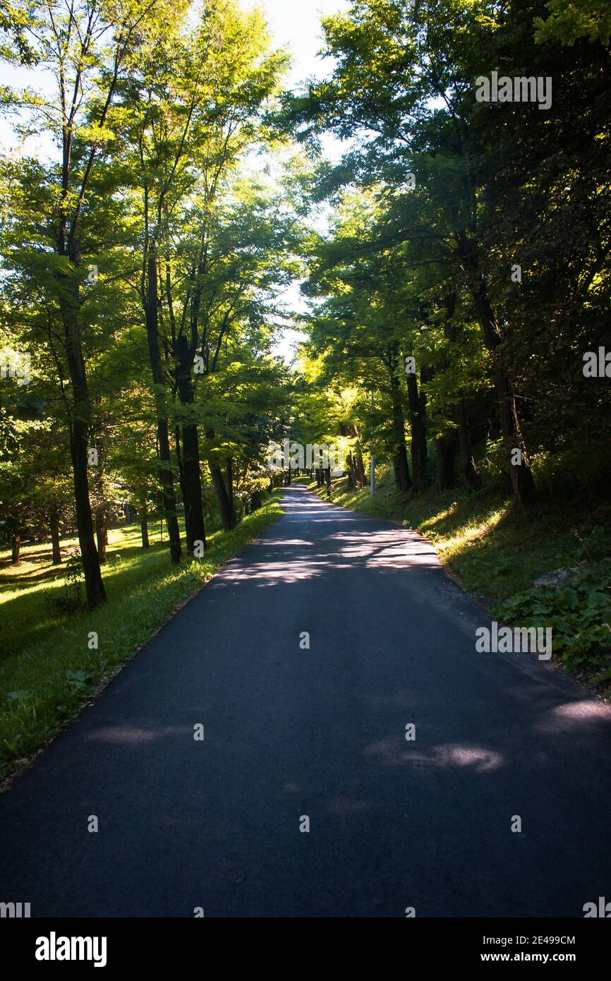 Vertical shot of a road between the forest with green trees during the ...