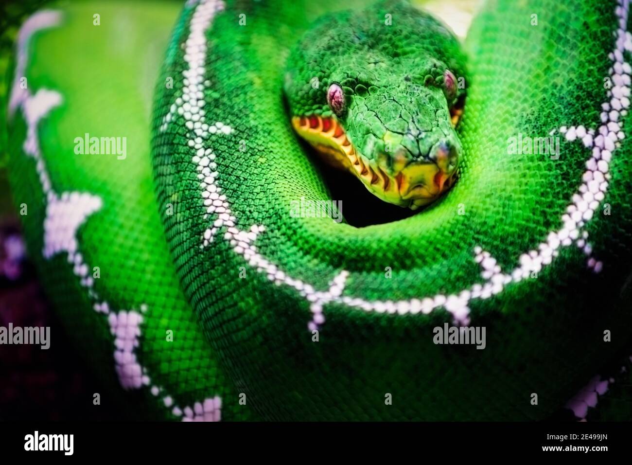 green viper with eyes and white stripes is Stock Photo - Alamy