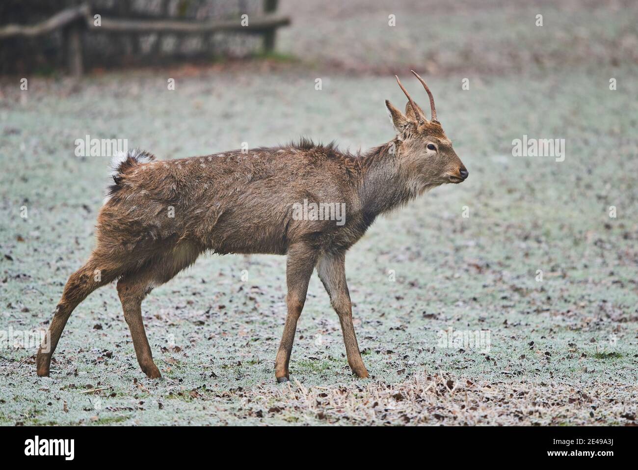 Sika deer, Cervus nippon, walks across a frozen meadow, sideways, Bavaria, Germany, Europe Stock Photo