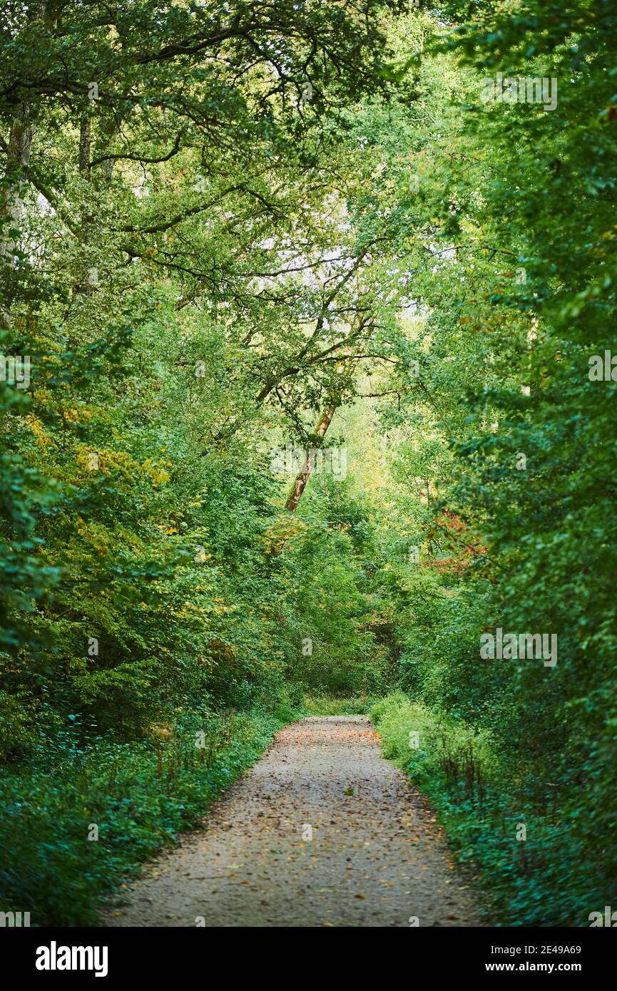 Deciduous Path Forest path, deciduous forest, common beech, Fagus sylvatica, landscape ...