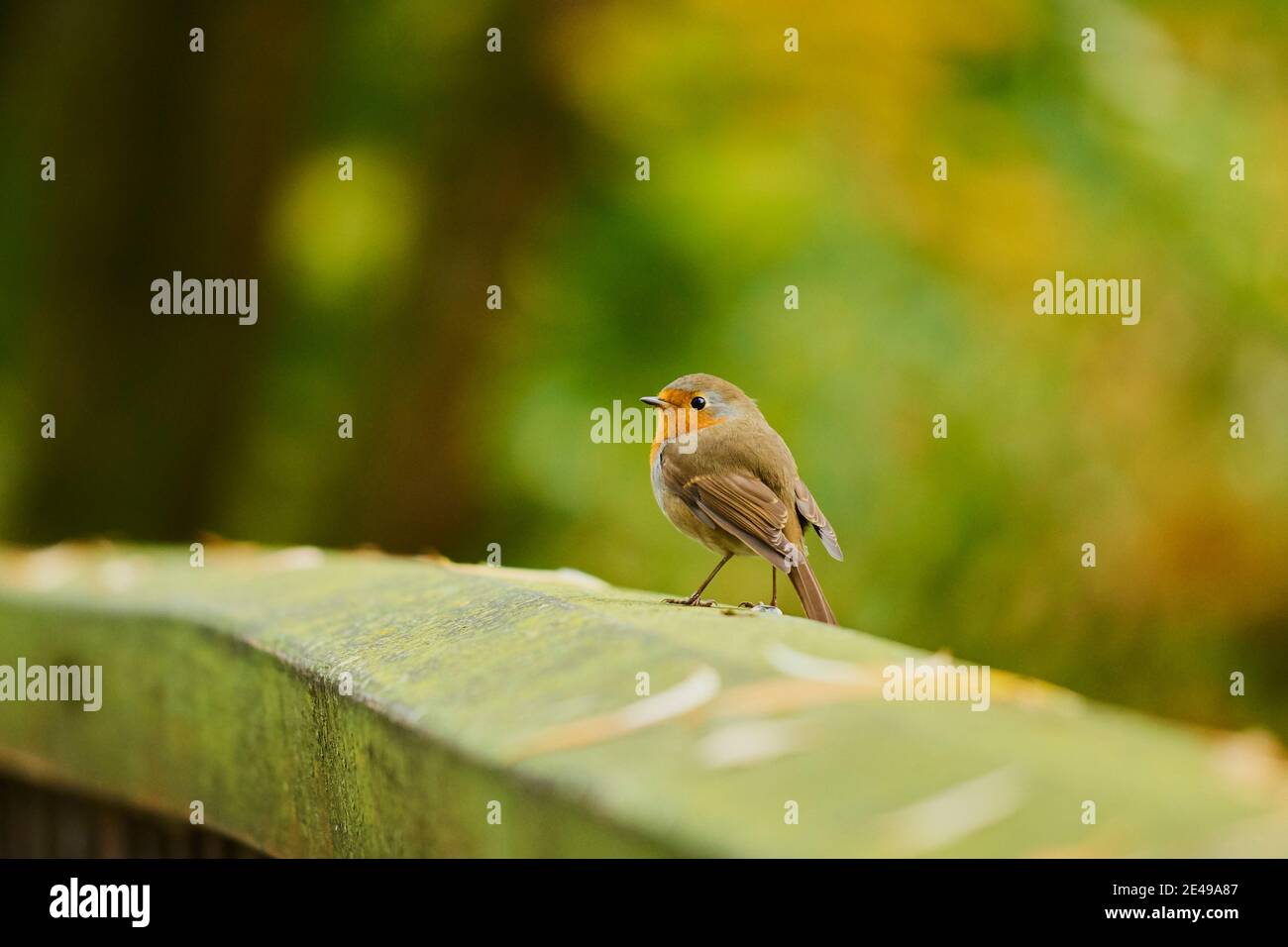 European Robin (Erithacus rubecula) sits sideways, standing on deadwood, Bavaria, Germany, Europe Stock Photo