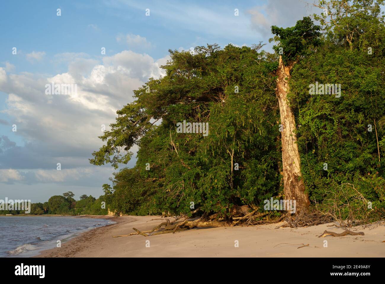 View of a large tree trunk that remains standing after its branches fall on the beach sand. Itupanema Amazon beach, Barcarena, Pará State, Brazil. Stock Photo