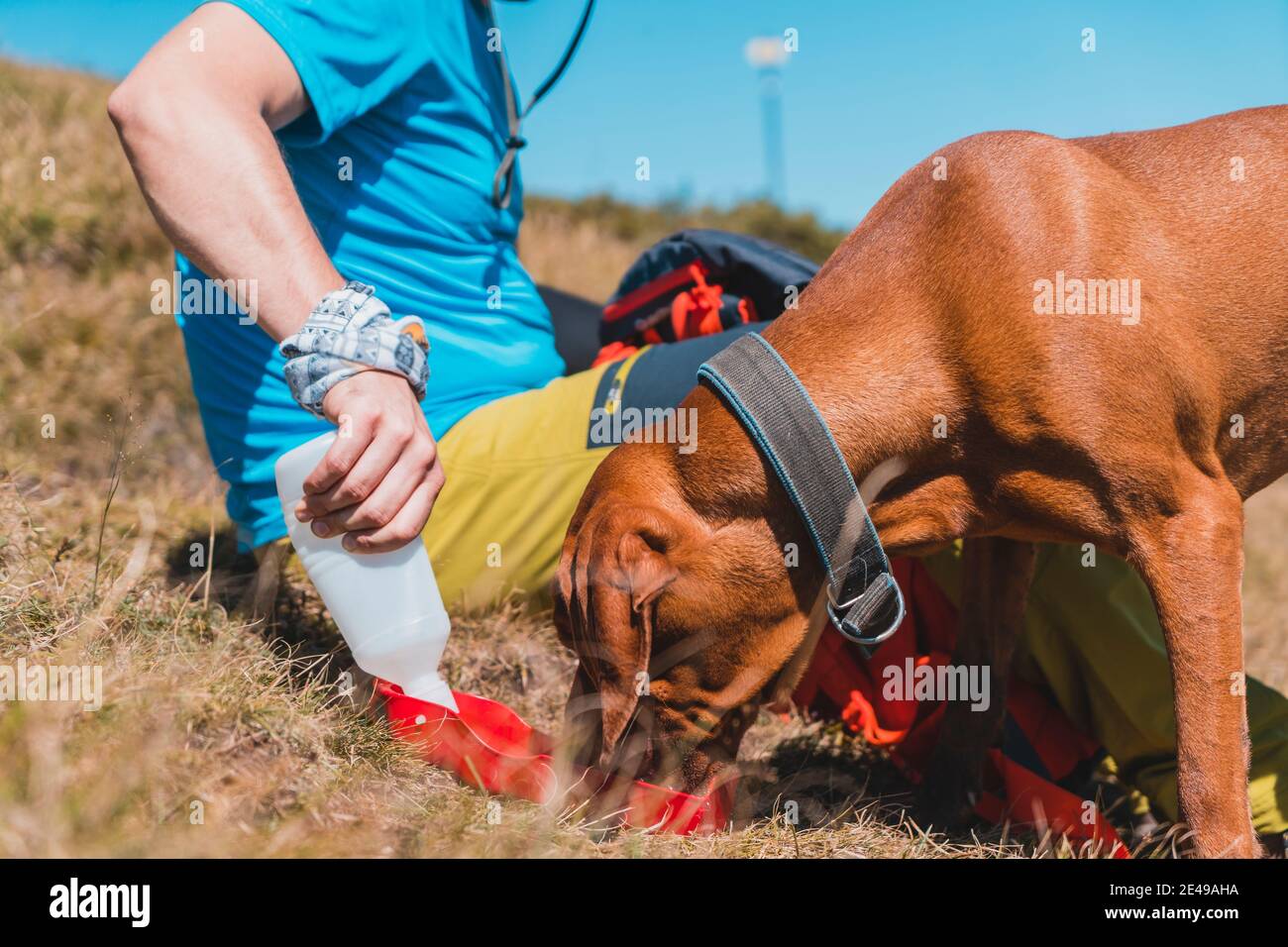 Hungarian vizsla dog drinking water from travel water bottle