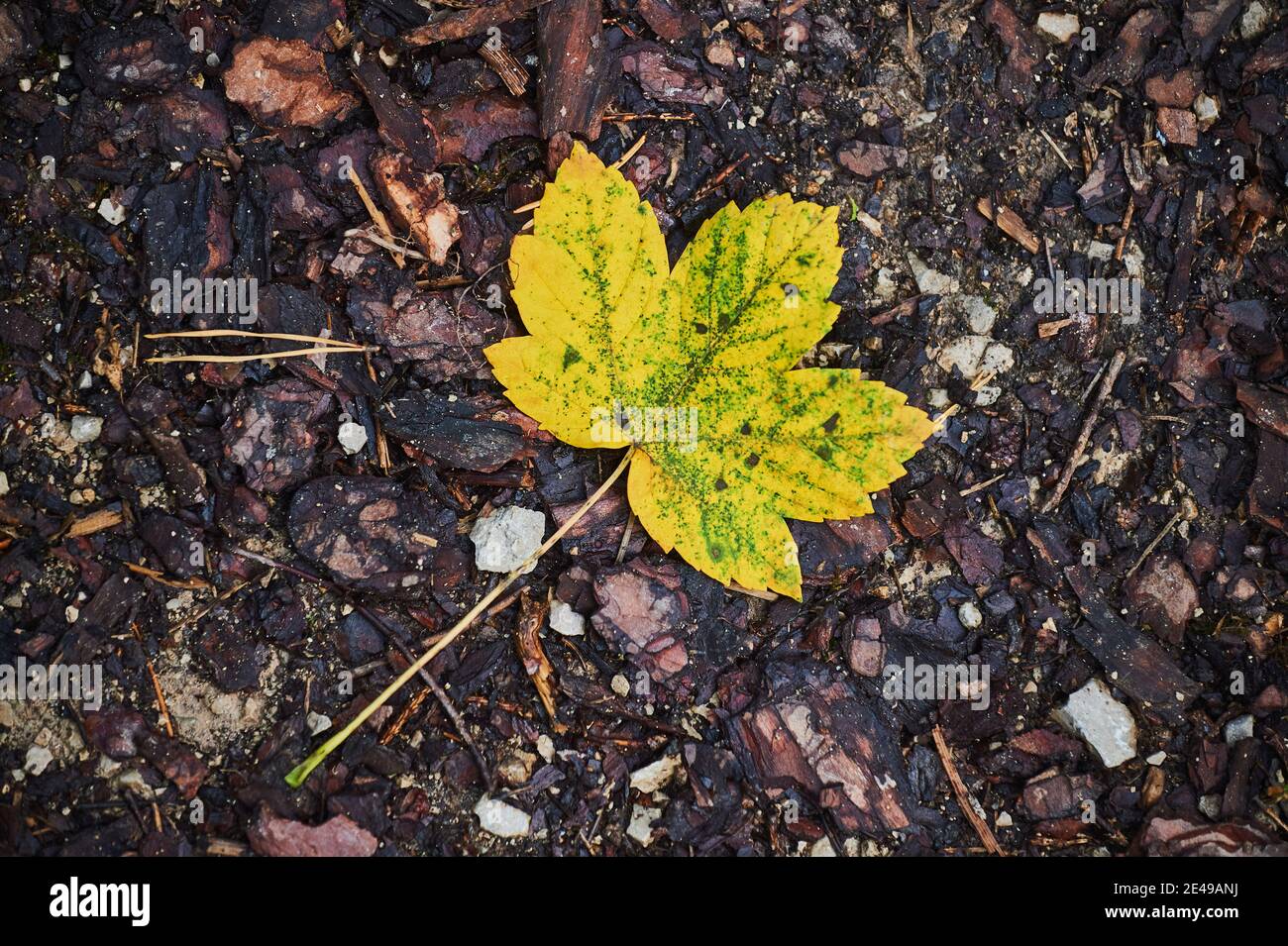 Autumnal discolored leaf of Norway maple (Acer platanoides), Bavaria, Germany Stock Photo