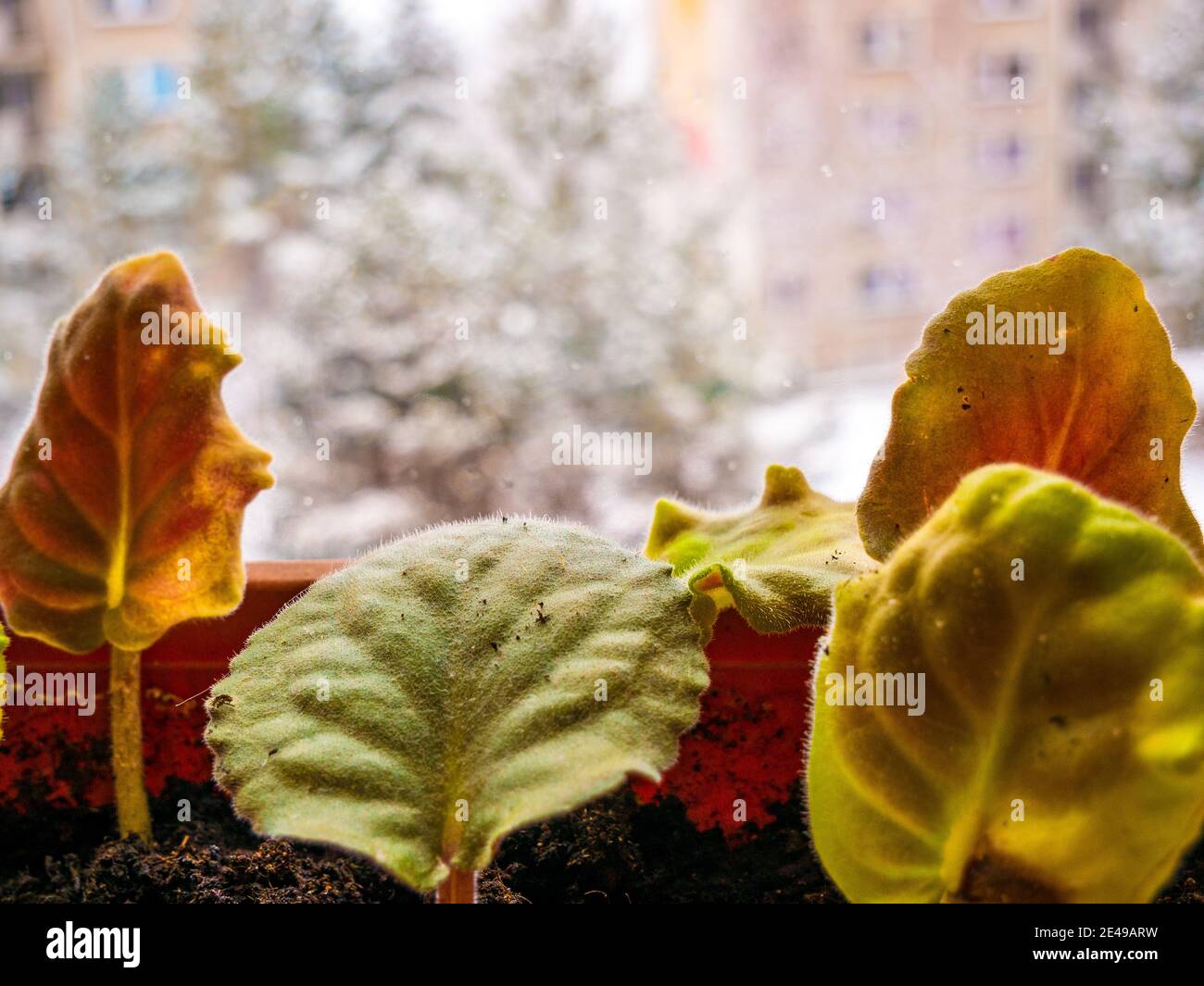 Leaves of African violets (Saintpaulia) and snowy winter behind the window(blurred) Stock Photo