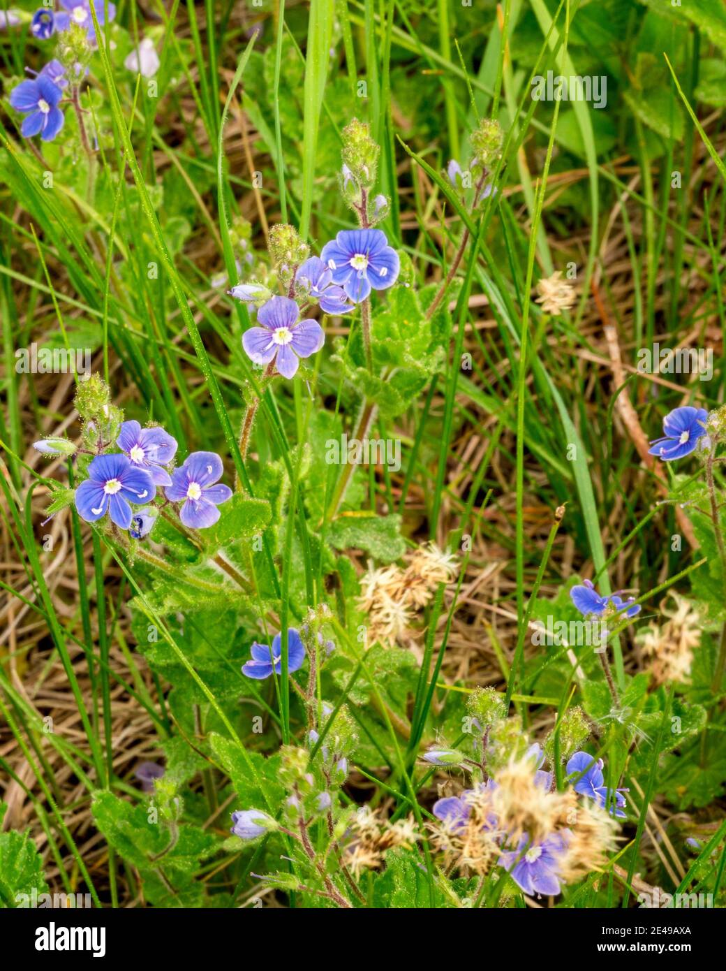 Bird'seye speedwell Veronica chamaedrys (germander speedwell, cat's