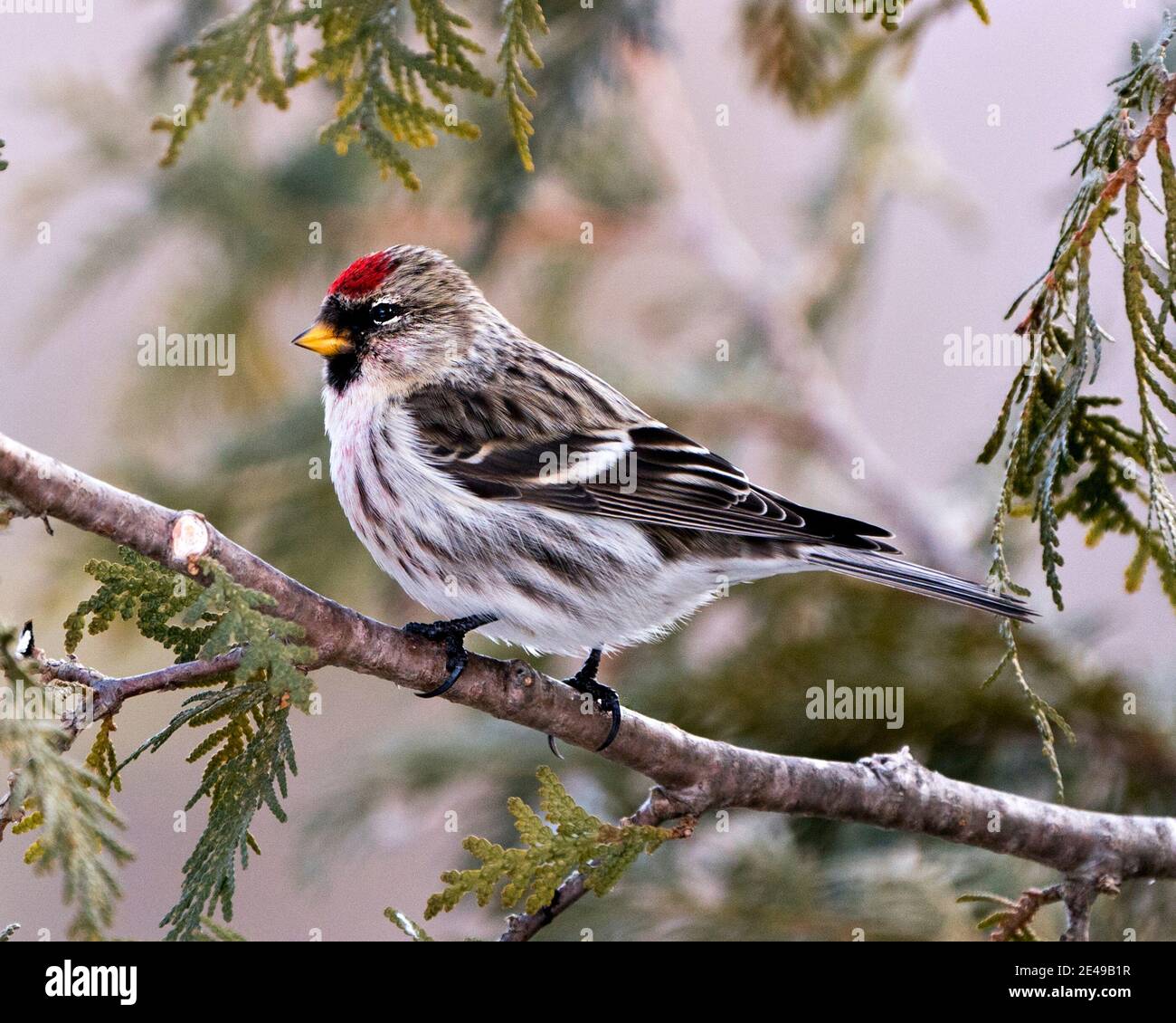 Red poll close-up profile view, perched on a cedar branch tree with a ...