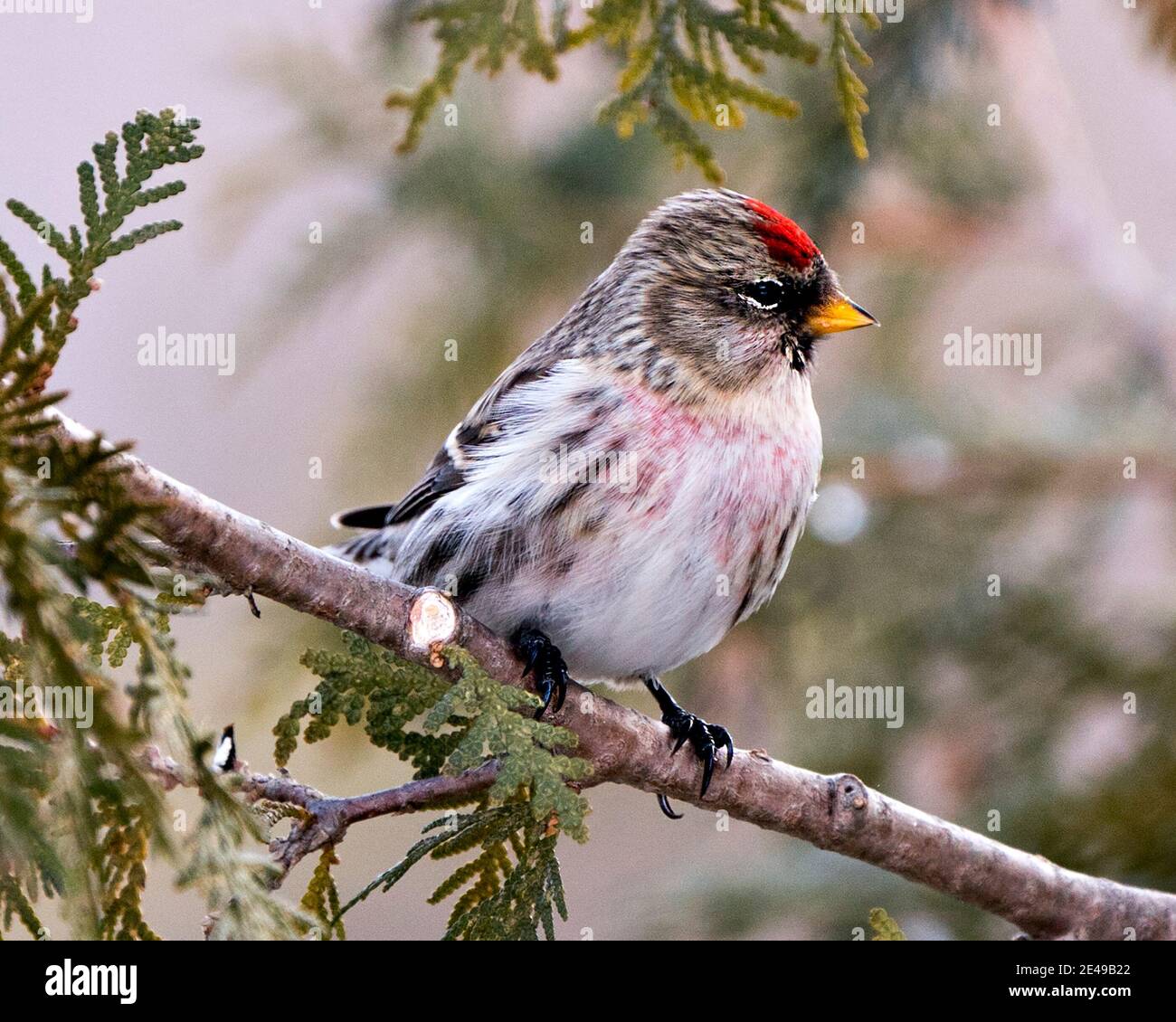 Red poll close-up profile view, perched on a cedar branch tree with a ...