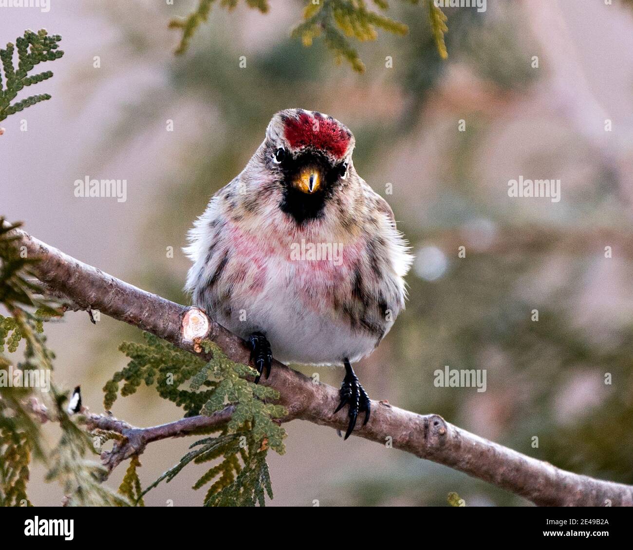 Red poll close-up profile view, perched on a cedar branch tree with a ...