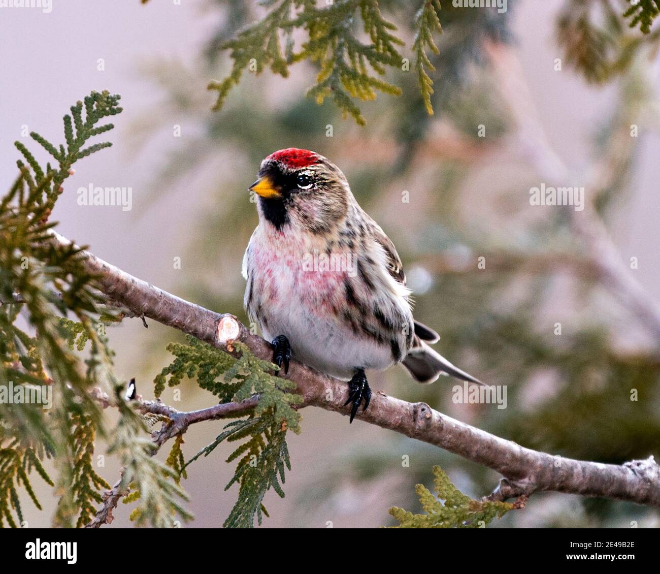 Red poll close-up profile view, perched on a cedar branch tree with a blur background in its environment and habitat. Image. Picture. Portrait. Stock Photo