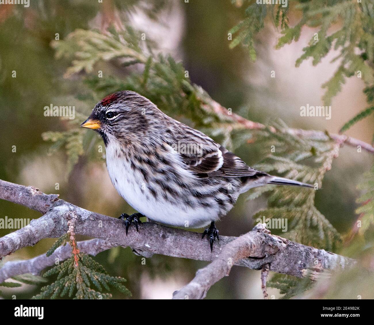 Red poll close-up profile view, perched on a cedar branch tree with a blur background in its environment and habitat. Image. Picture. Portrait. Stock Photo