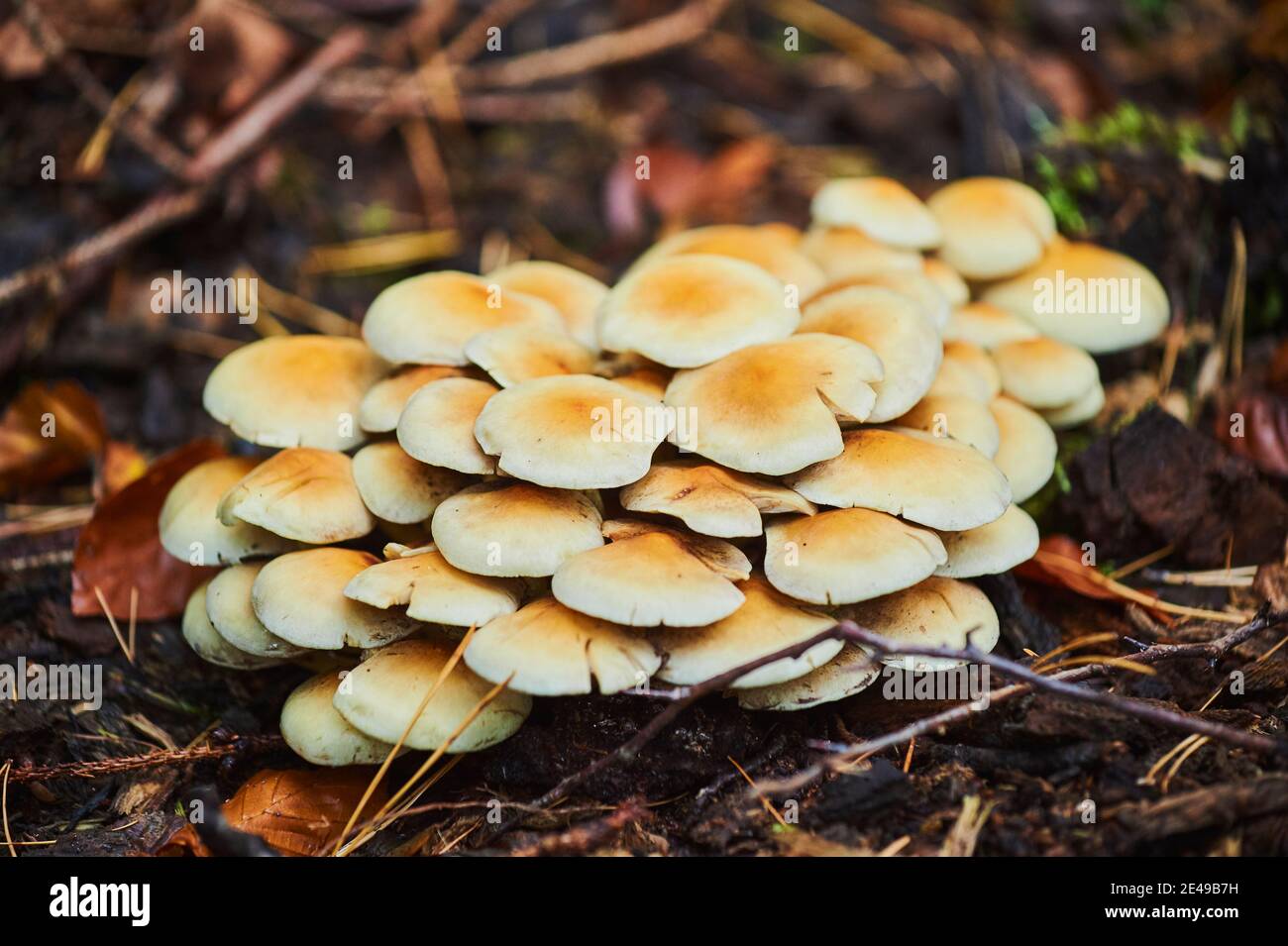 Velvet foot rubble (Flammulina velutipes), mushrooms, tree trunk, moss, Bavaria, Germany Stock Photo