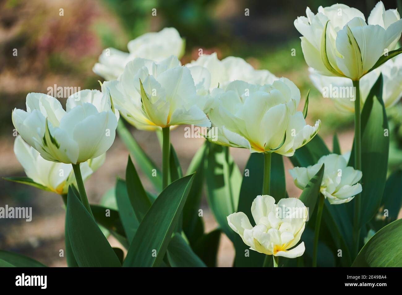 Didier's tulips or garden tulips (Tulipa gesneriana) blooming, Bavaria, Germany Stock Photo