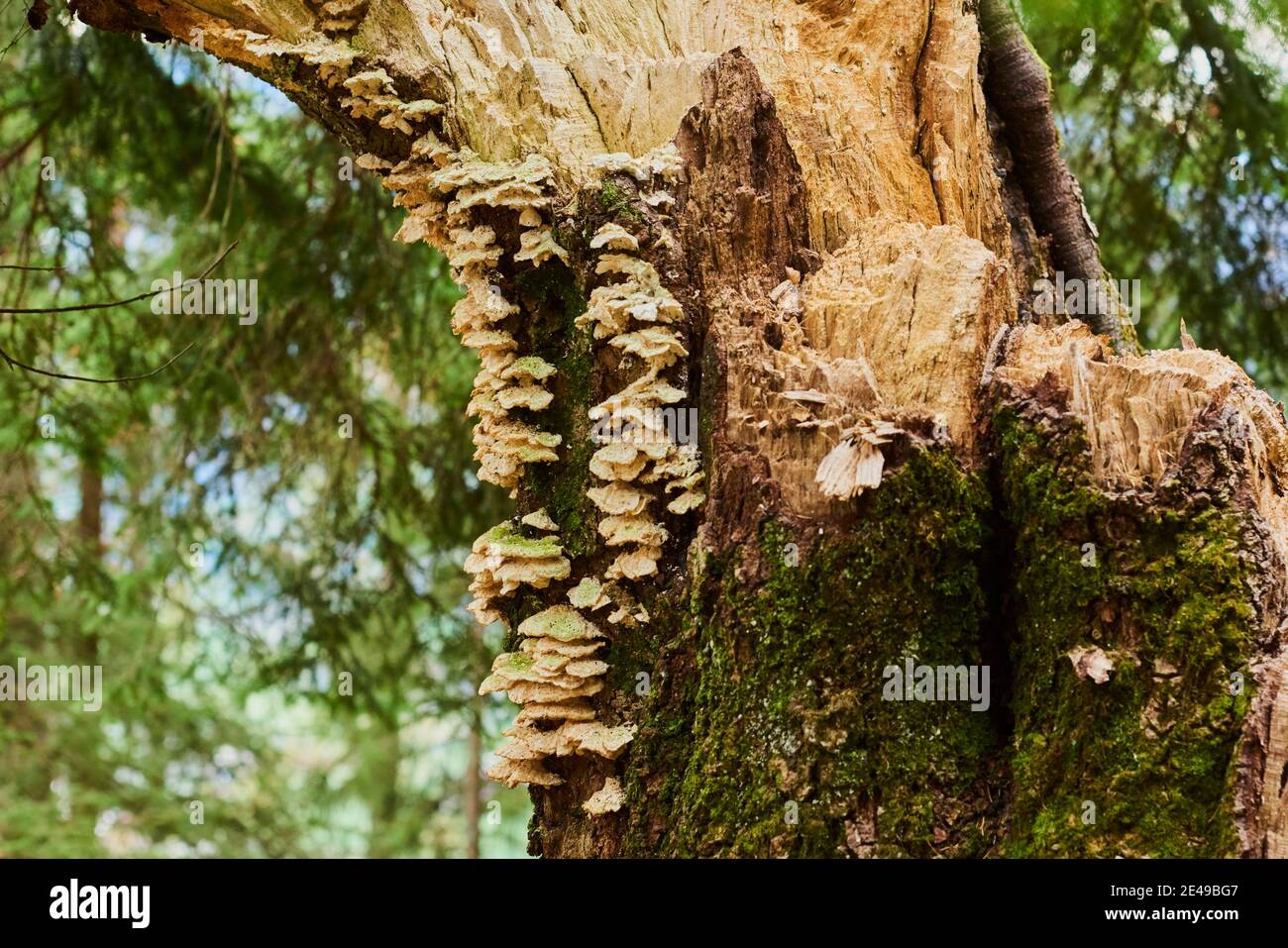 Tree fungi, burnt smoke spores on a broken tree trunk, Salzburg, Austria Stock Photo