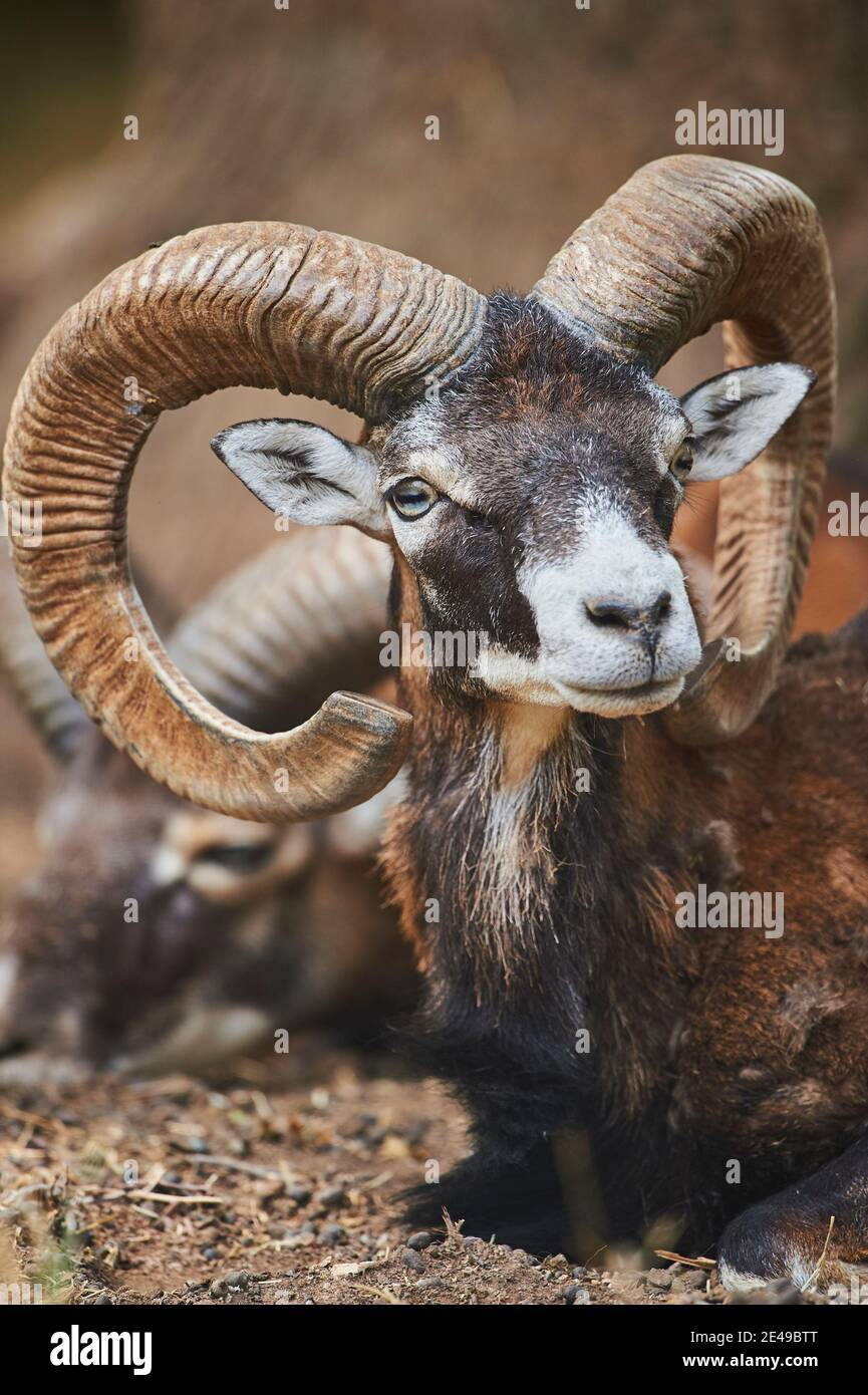 European mouflon, Ovis orientalis musimon, portrait, looking at camera, Bavaria, Germany, Europe Stock Photo