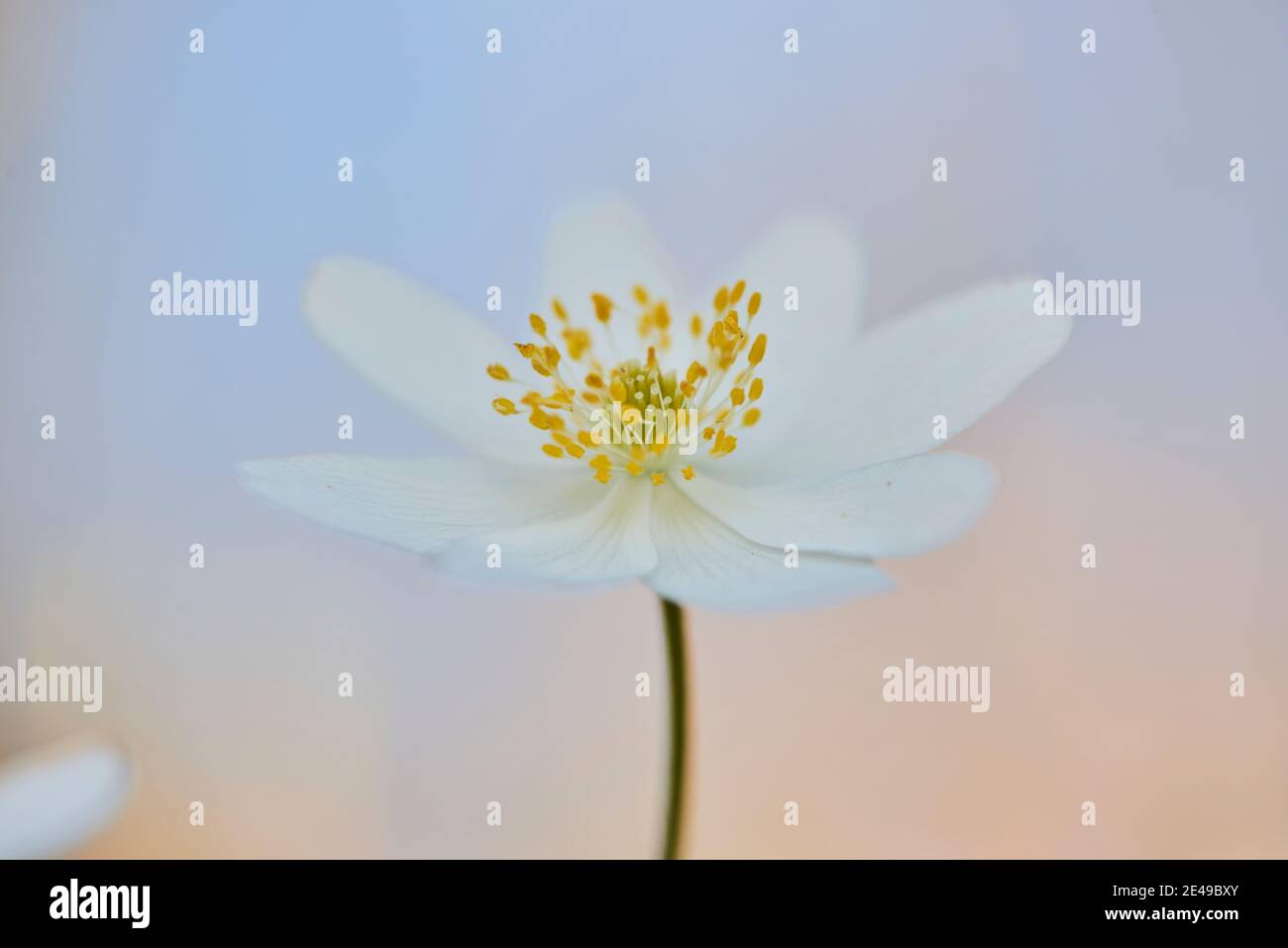 Wood anemone (Anemone nemorosa), blooming, Bavaria, Germany Stock Photo