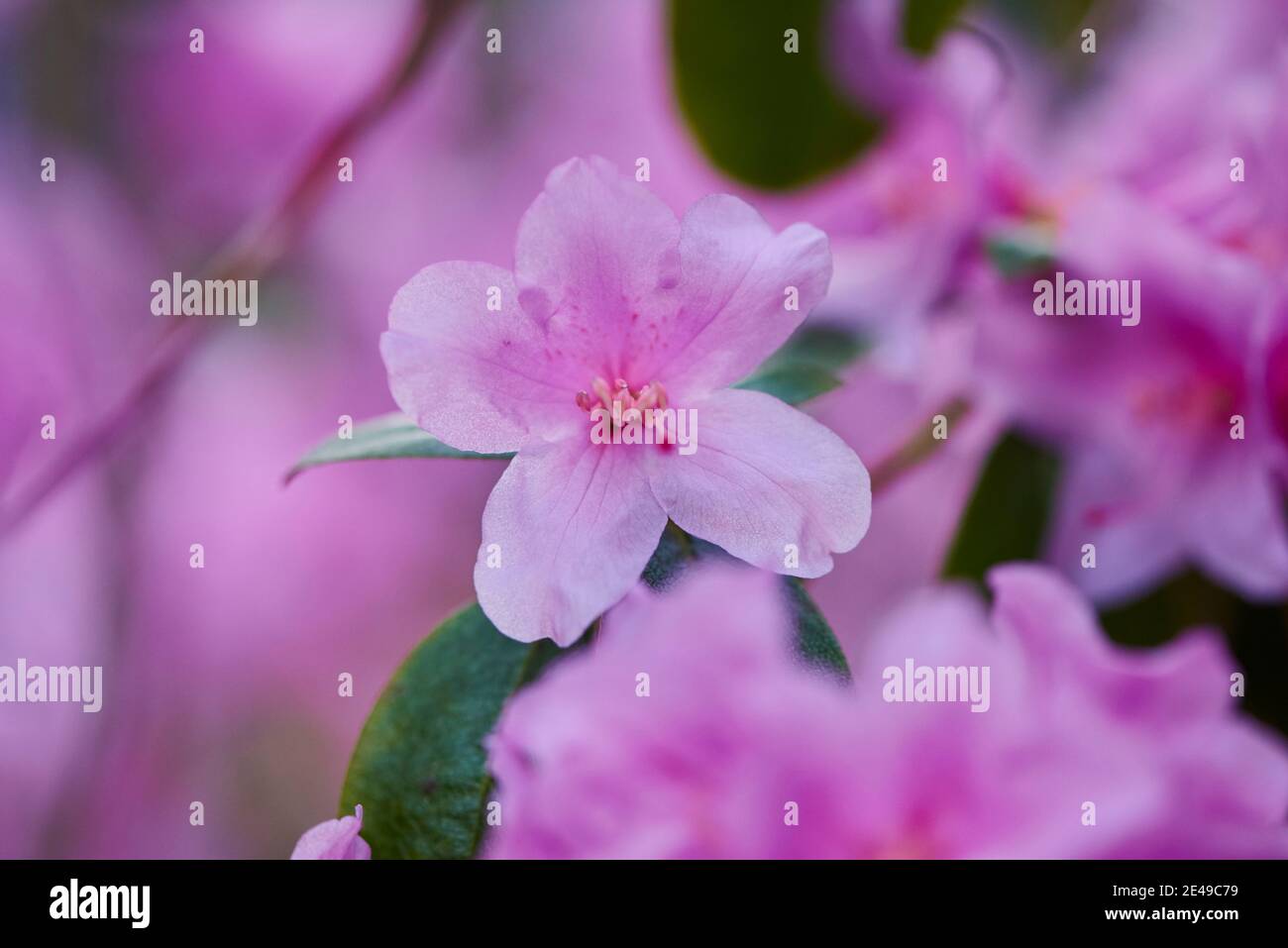 Pink-colored rhododendron flowers (Rhododendro), Bavaria, Germany Stock Photo