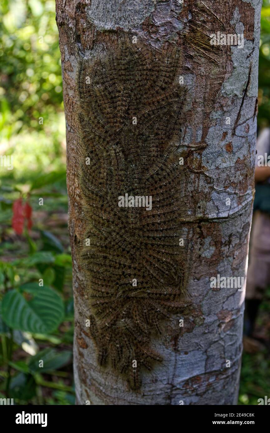 caterpillar mass, tree trunk, nature, larval stage, insects, wildlife, brown, South America, Amazon Tropical Rainforest, Ecuador Stock Photo