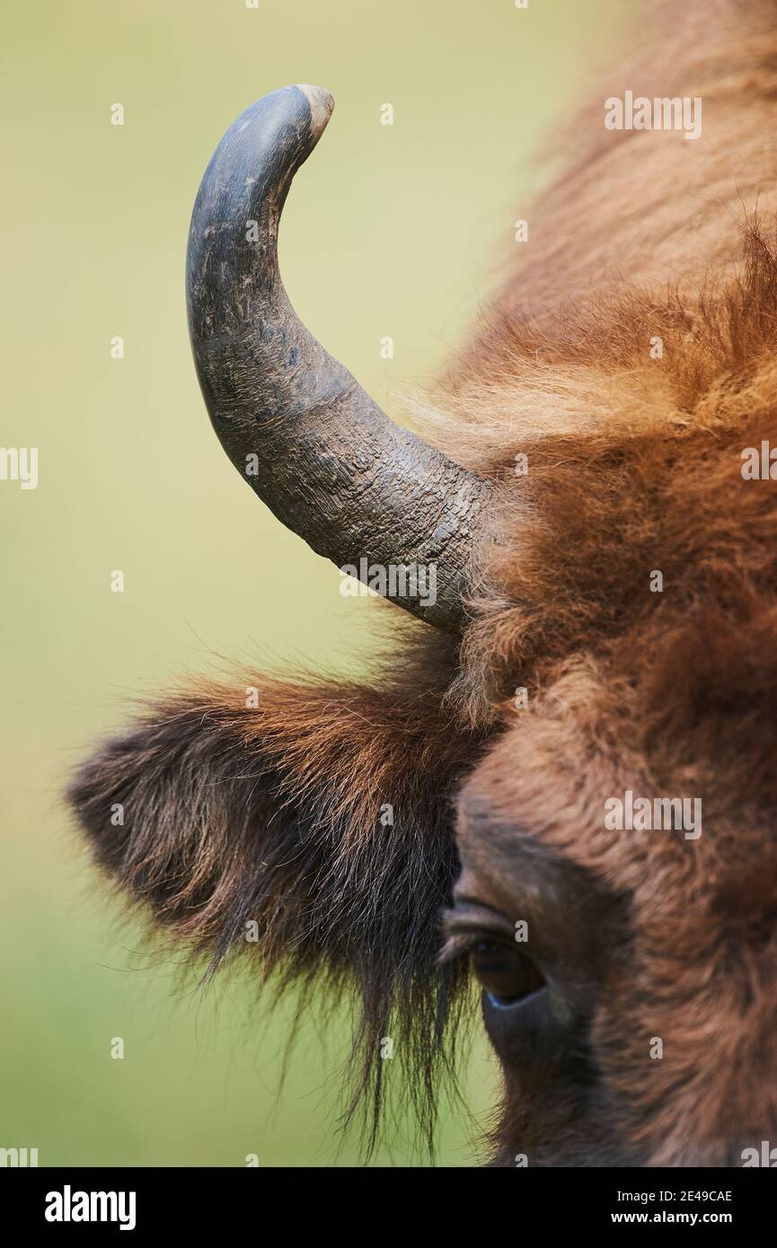 Wisent (Bison bonasus), frontal, portrait, Bavaria, Germany, Europe Stock Photo
