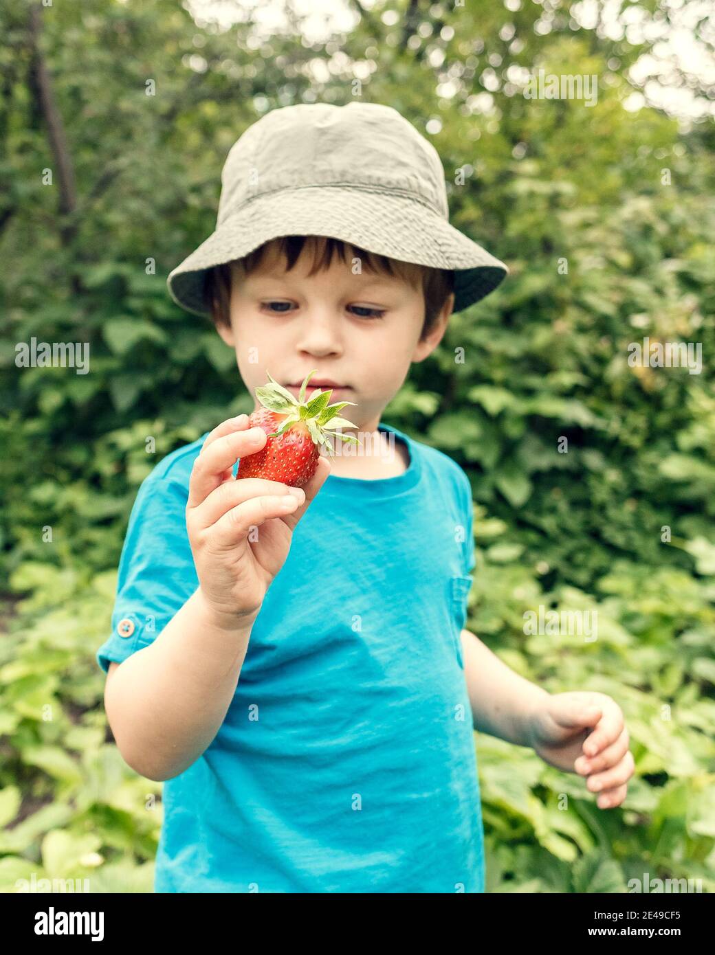 Litlle boy picking locavore strawberries in the farm. Outdoor activities for kids Stock Photo