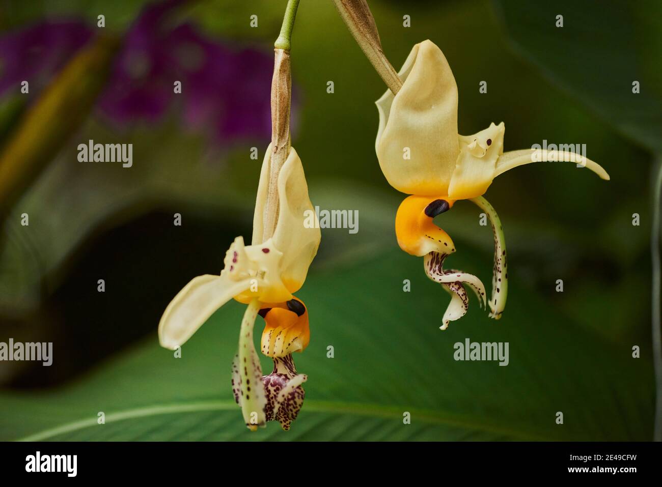 Orchid blossom, Stanhopea wardii, blossom, blooming, Germany Stock Photo