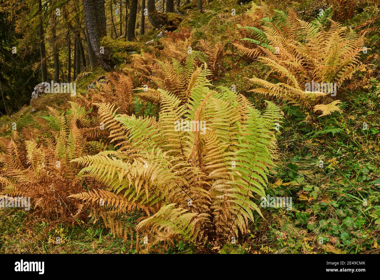 Yellow worm fern, male fern (Dryopteris filix-mas) on forest floor, Kleiner  Göll, Salzburger Land, Berchtesgaden National Park, Salzburg, Austria Stock  Photo - Alamy