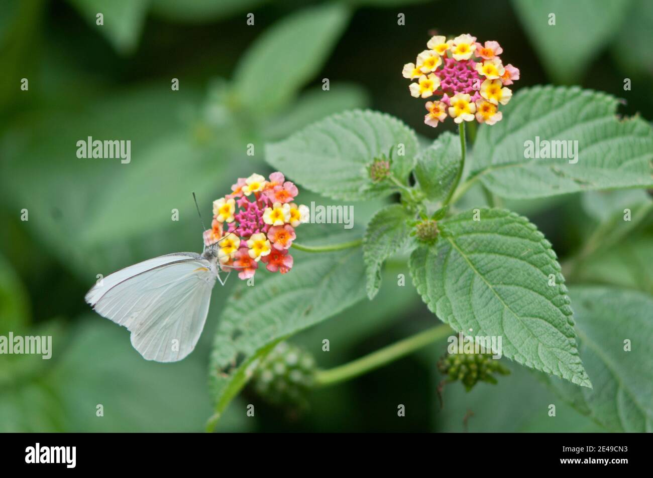 Butterfly on an flower Stock Photo