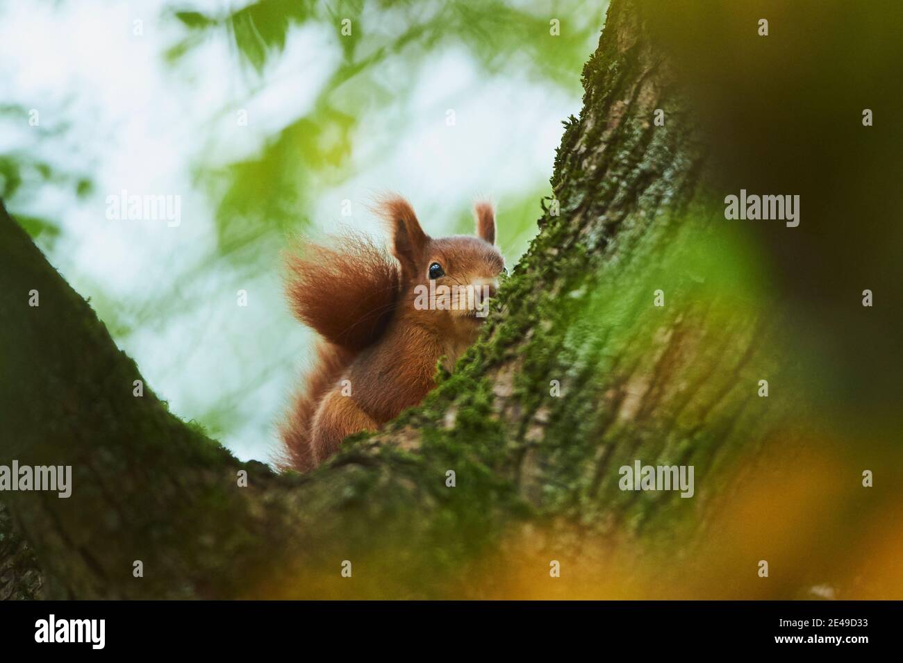 European red squirrel (Sciurus vulgaris) sitting on a tree trunk, Bavaria, Germany Stock Photo