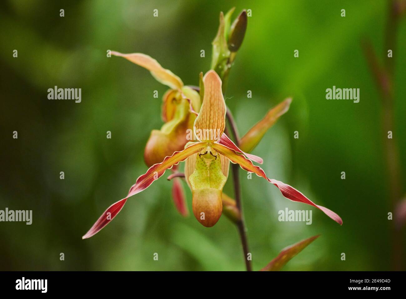 Orchid blossom, Paphiopedilum philippinense, blossom, blooming, Germany Stock Photo