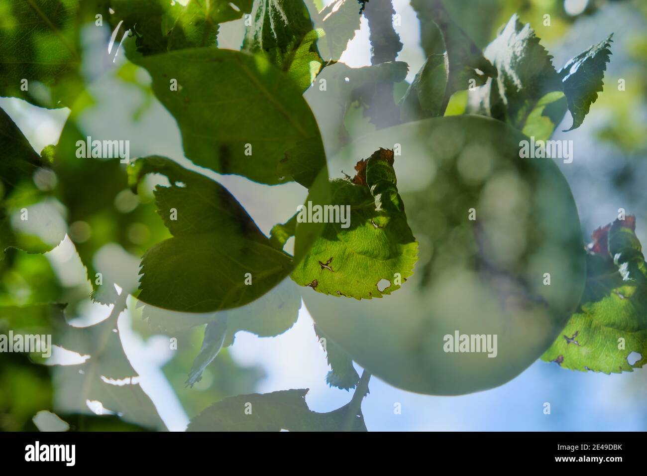 Abstract: Double exposure of green apple hanging from tree in an English garden Stock Photo
