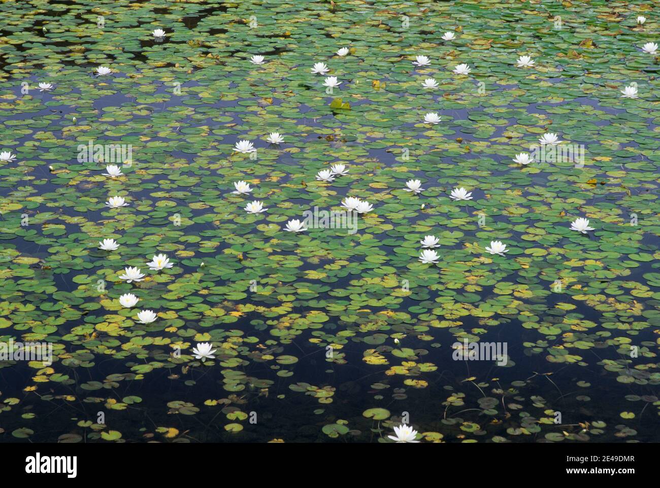 Lily pond, Hot Lake, Oregon Stock Photo