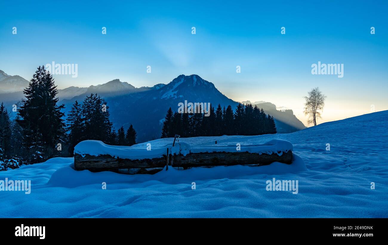 Double tree on the snowy mountain at sunset. doppelter Baum im Winter beim Sonnenuntergang. Bild für die Ehe, Treue, Einheit, Gemeinschaft, Liebe Stock Photo