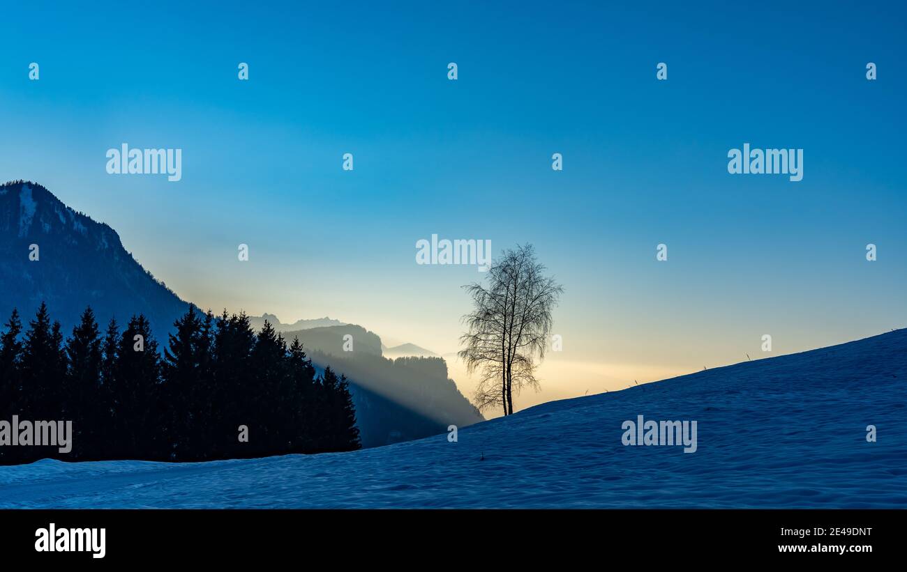 Double tree on the snowy mountain at sunset. doppelter Baum im Winter beim Sonnenuntergang. Bild für die Ehe, Treue, Einheit, Gemeinschaft, Liebe Stock Photo