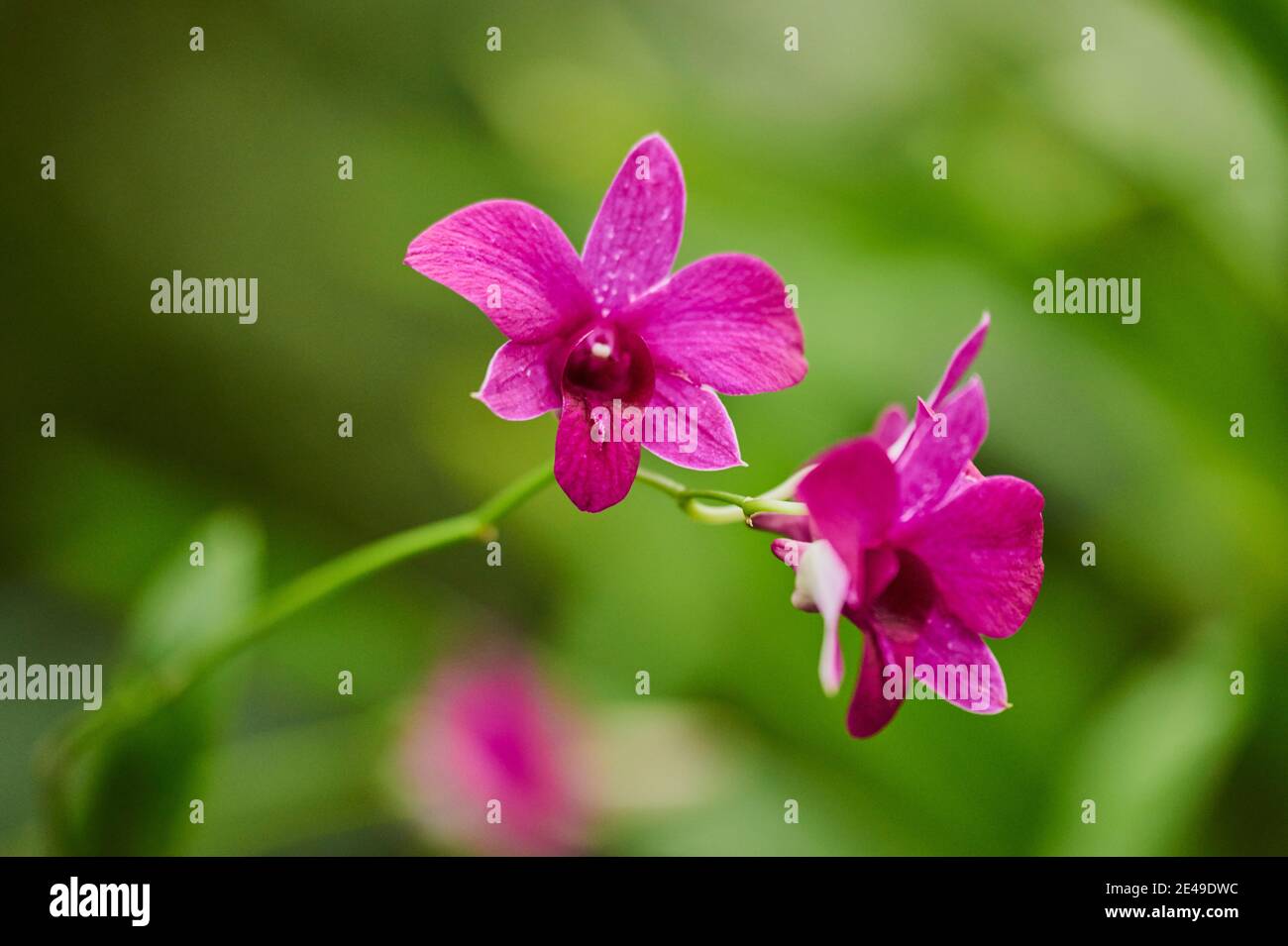 Medicinal plant dendrobium nobile, bloom, blooming, Germany Stock Photo