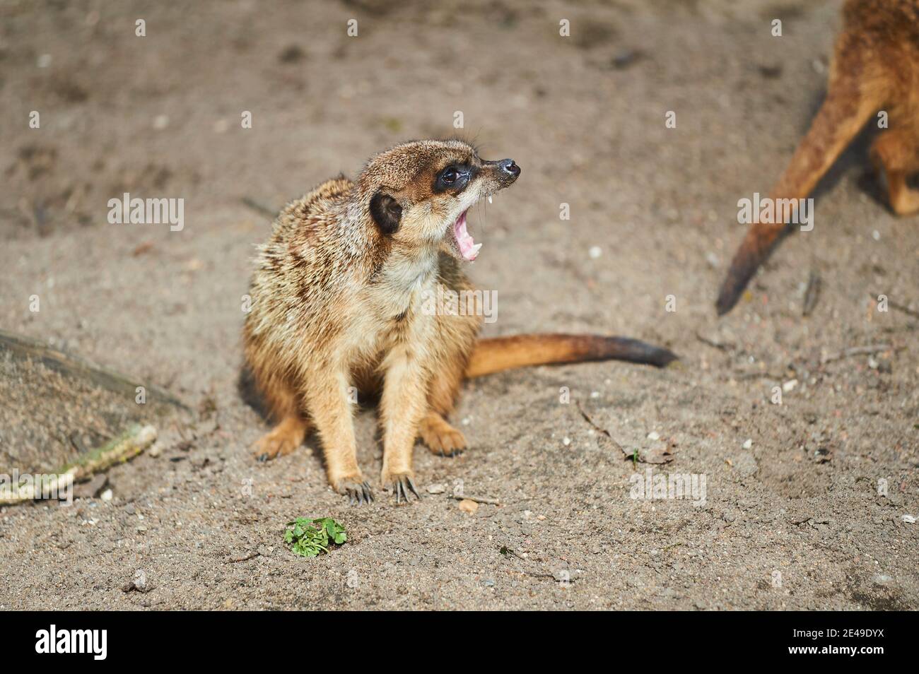 Meerkat (Suricata suricatta), yawning, sideways, Germany Stock Photo
