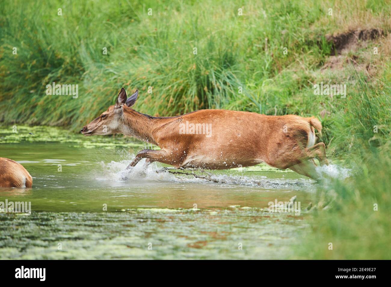 Red deer cow (Cervus elaphus) runs through a stream, Germany Stock Photo
