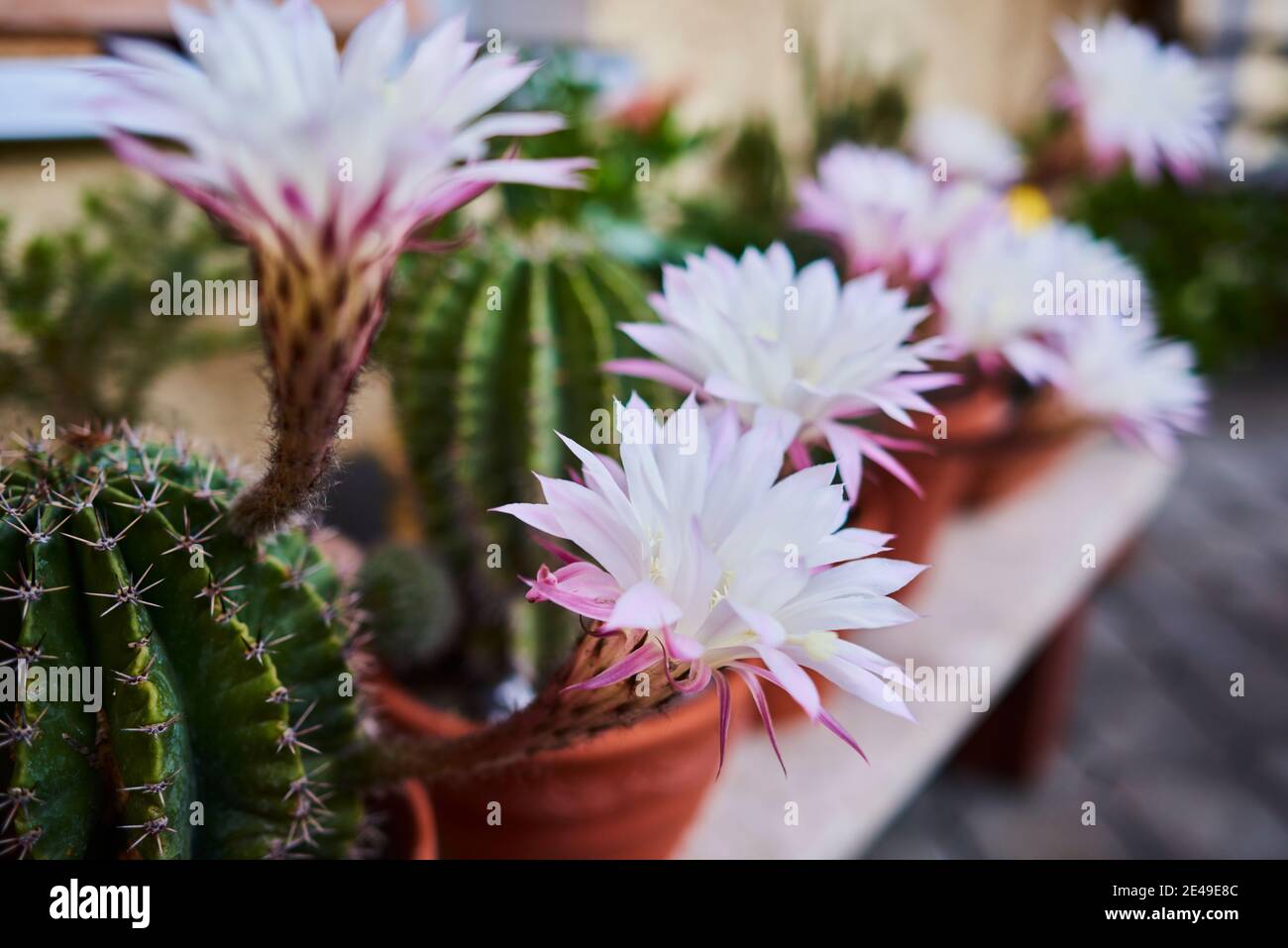 Farmer's cactus kind (Echinopsis oxygona), blossoms, blooming, cactus, Bavaria, Germany Stock Photo