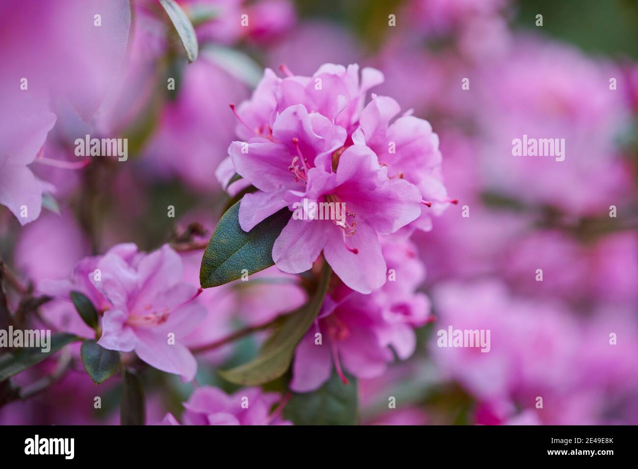 Pink-colored rhododendron flowers (Rhododendro), Bavaria, Germany Stock Photo