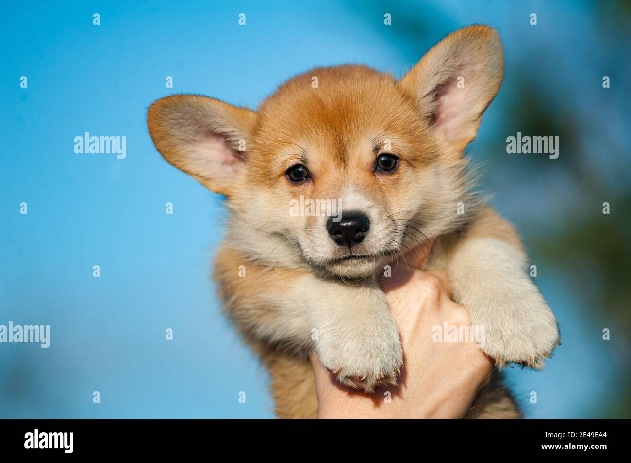 Cute corgi puppy in human's hands against the sunny blue skies background Stock Photo