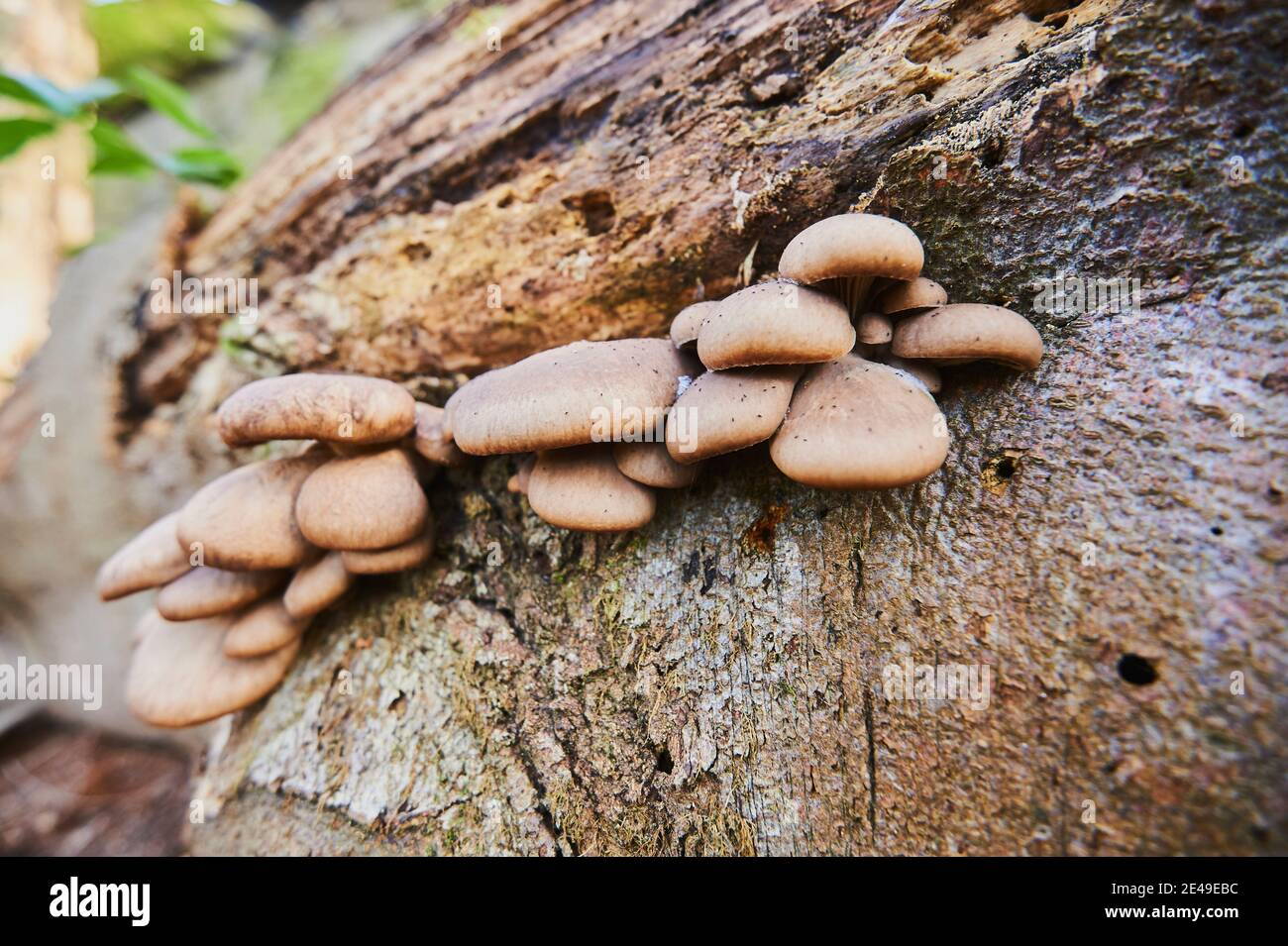 Oyster mushroom (Pleurotus ostreatus) on a European beech trunk (Fagus sylvatica), Bavaria, Germany Stock Photo