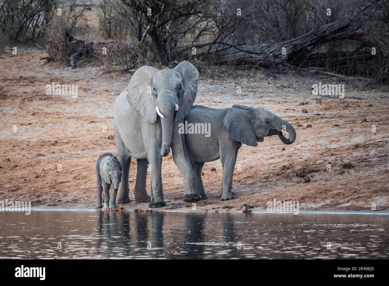 Elephant Family with Baby Standing on the Bank of the Okavango River in Bwabwata National Park, Namibia, Africa, Calf, Bull and Cow Drinking Water at Stock Photo