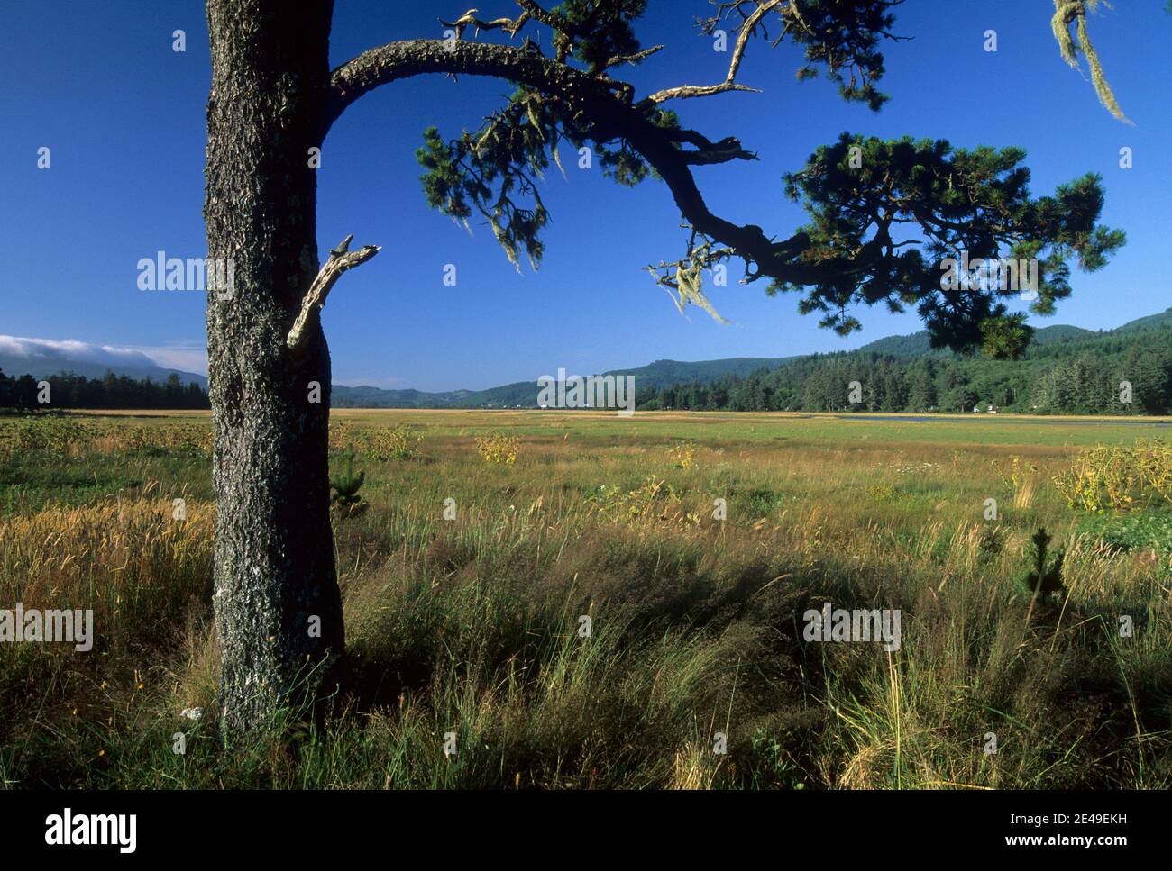 Lone pine, Clay Myers State Park, Oregon Stock Photo Alamy