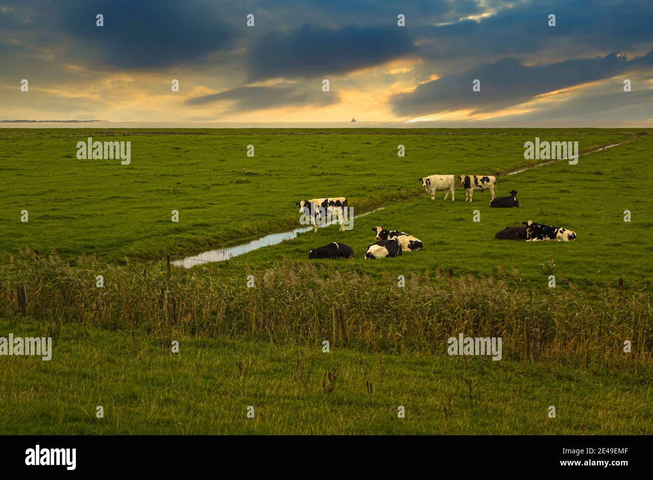 A group of cows grazes on the salt marshes of the North Sea. A nice view over the landscape with an atmospheric sky. Stock Photo