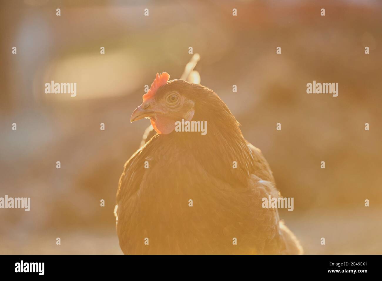 Chicken (Gallus gallus domesticus), hen in a meadow, Bavaria, Germany Stock Photo