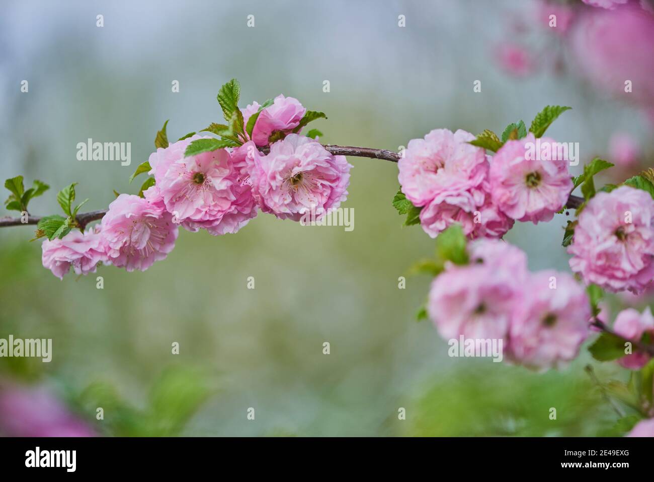 Almond blossoms, almond trees (Prunus triloba), Bavaria, Germany Stock Photo