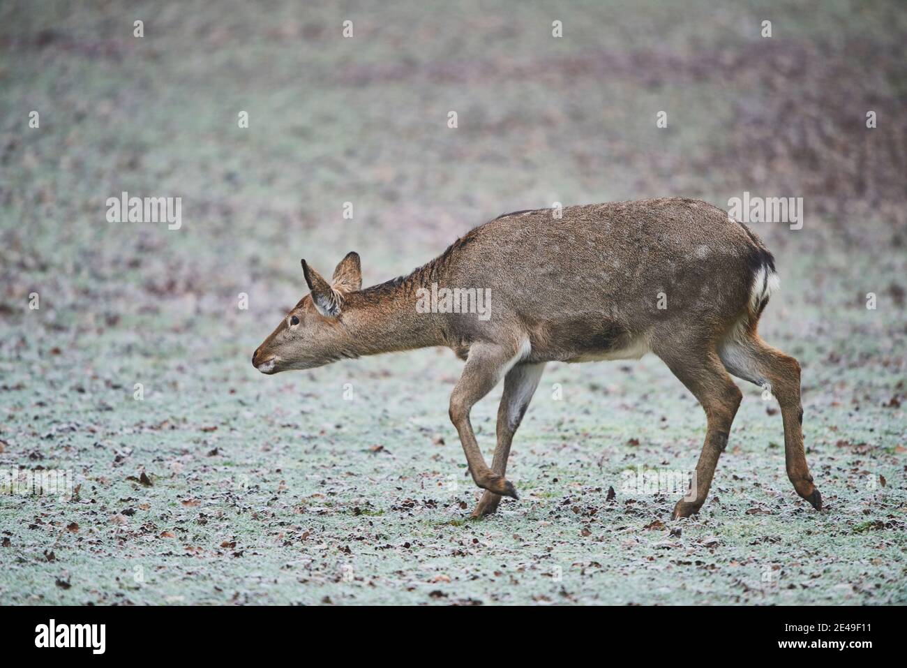 Sika deer, Cervus nippon, walks across a frozen meadow, sideways, Bavaria, Germany, Europe Stock Photo