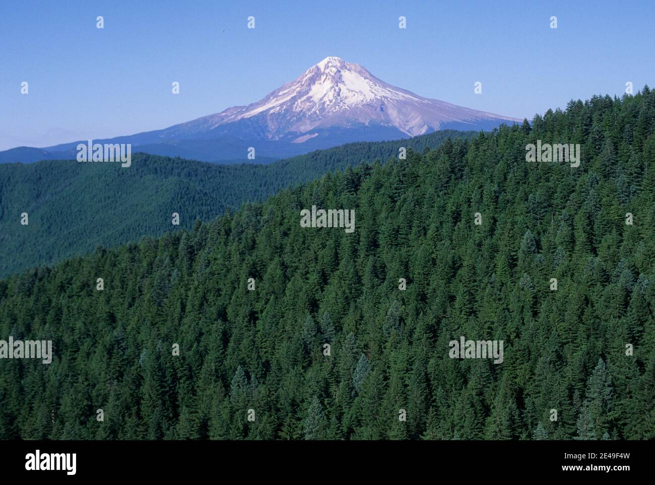 Mt Hood from Old Baldy Trail, SalmonHuckleberry Wilderness, Mt Hood