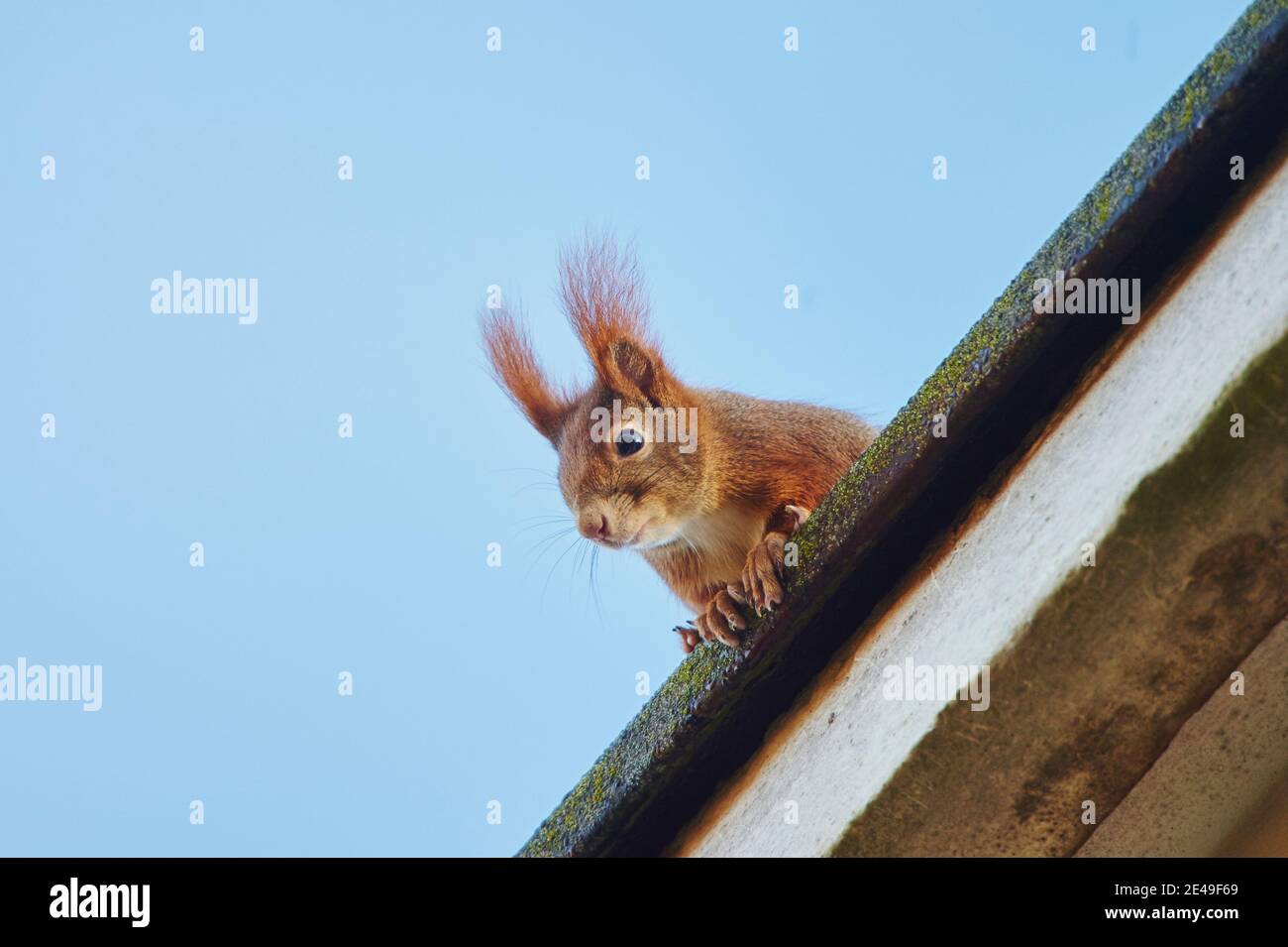 European red squirrel (Sciurus vulgaris) looks down from a roof, Bavaria, Germany Stock Photo