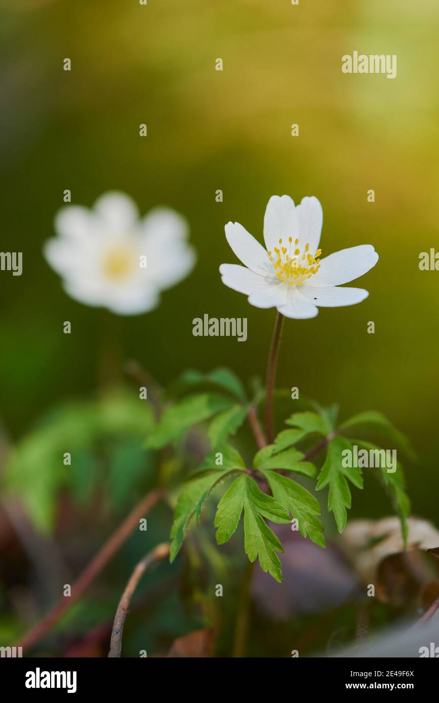 Wood anemone (Anemone nemorosa), blooming, Bavaria, Germany Stock Photo
