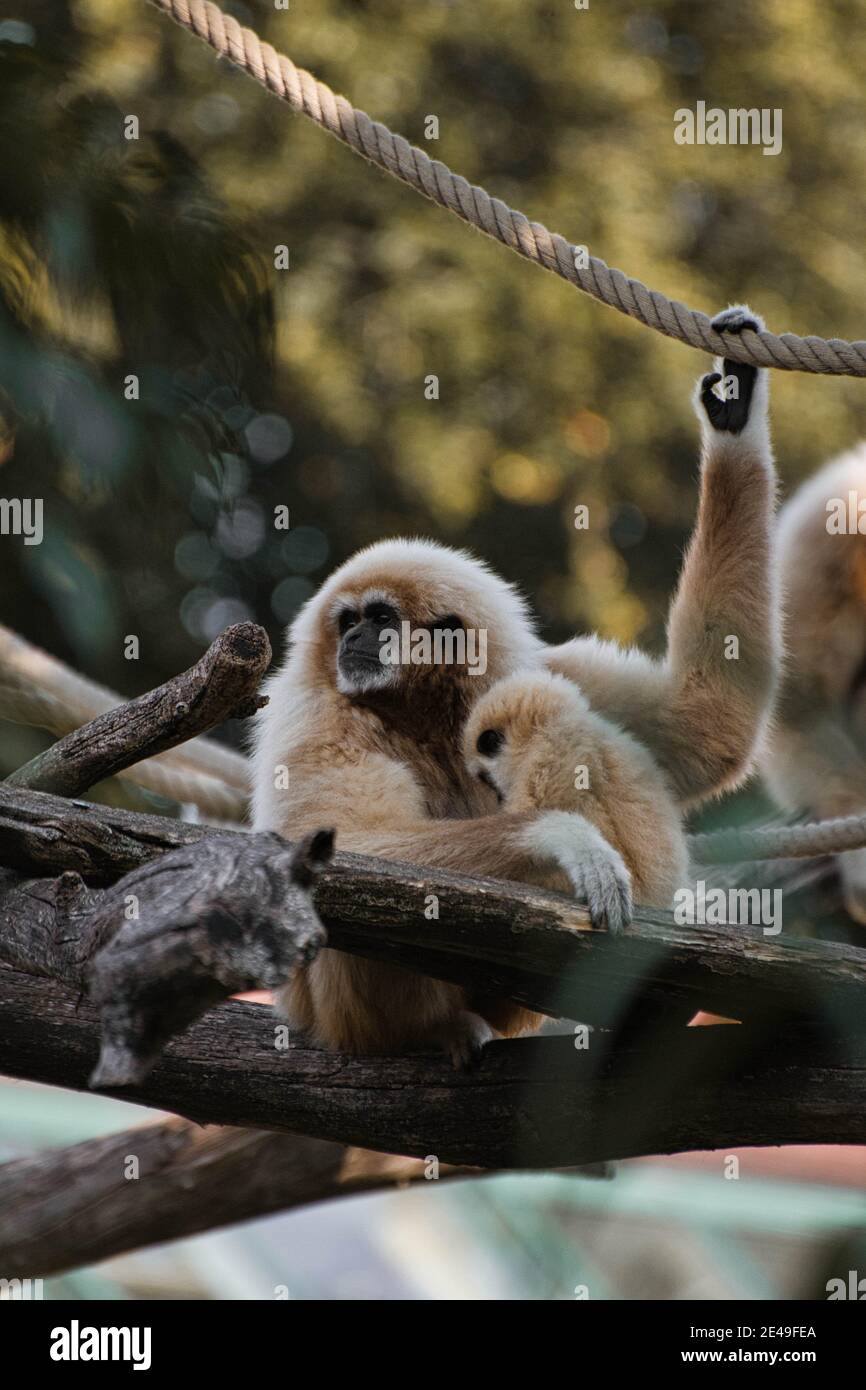 Gibbon monkey mother with it sweet baby. Stock Photo